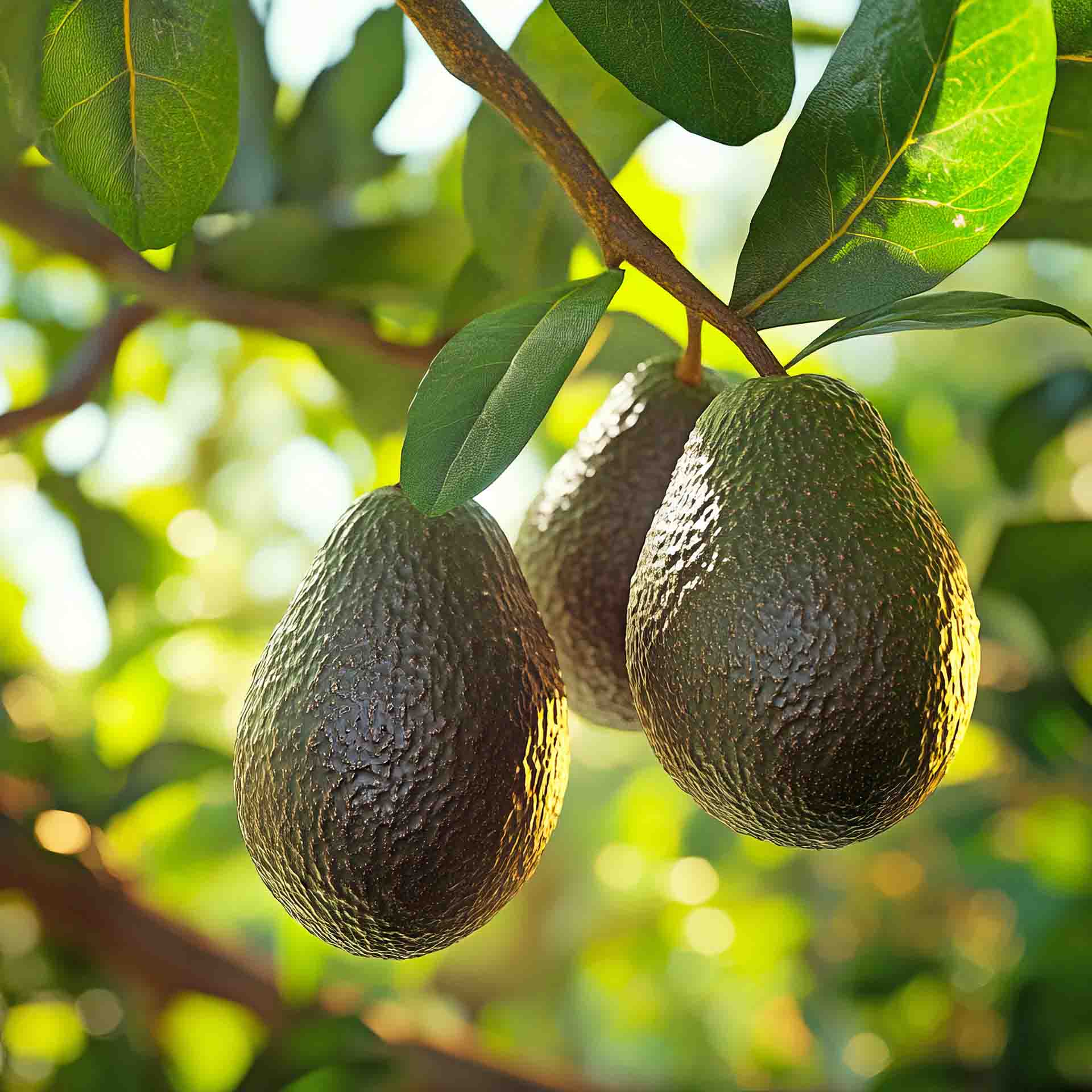 Rip & Ready-To-Eat Avocados | Cotswold Foods