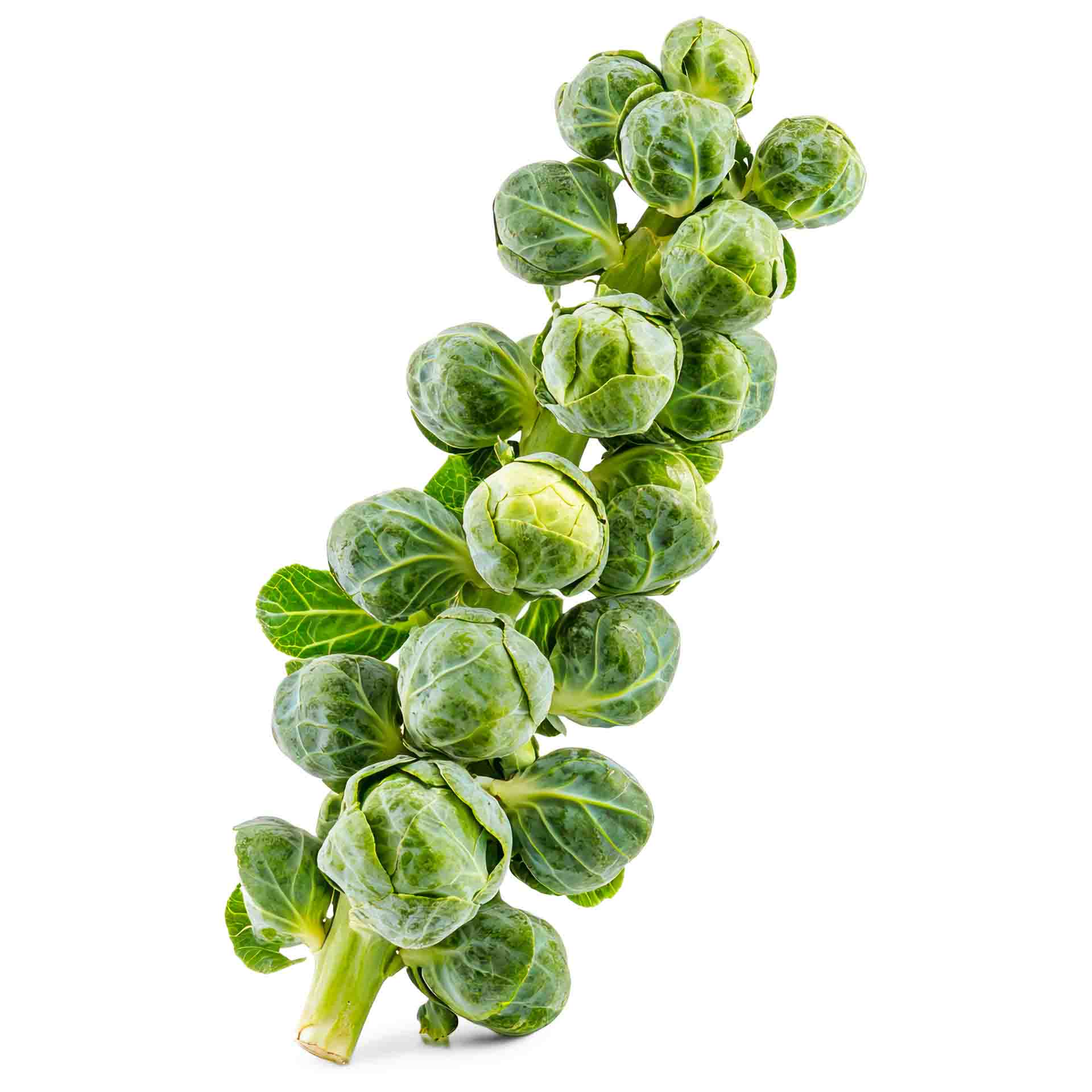 “Brussels Sprouts”