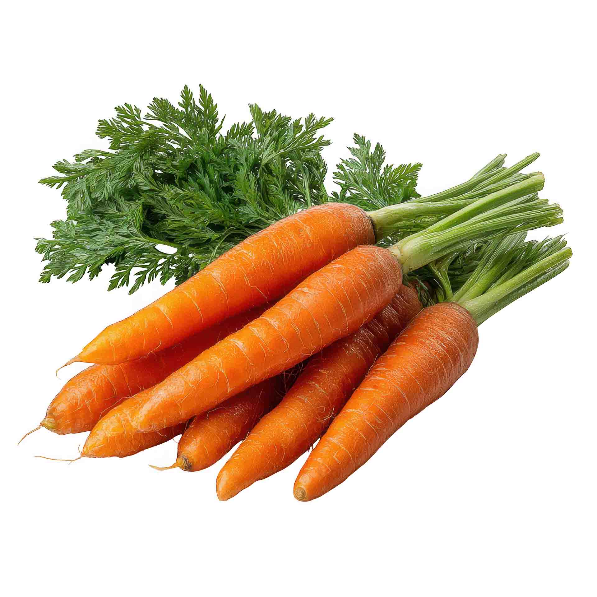“Bunched Carrots”