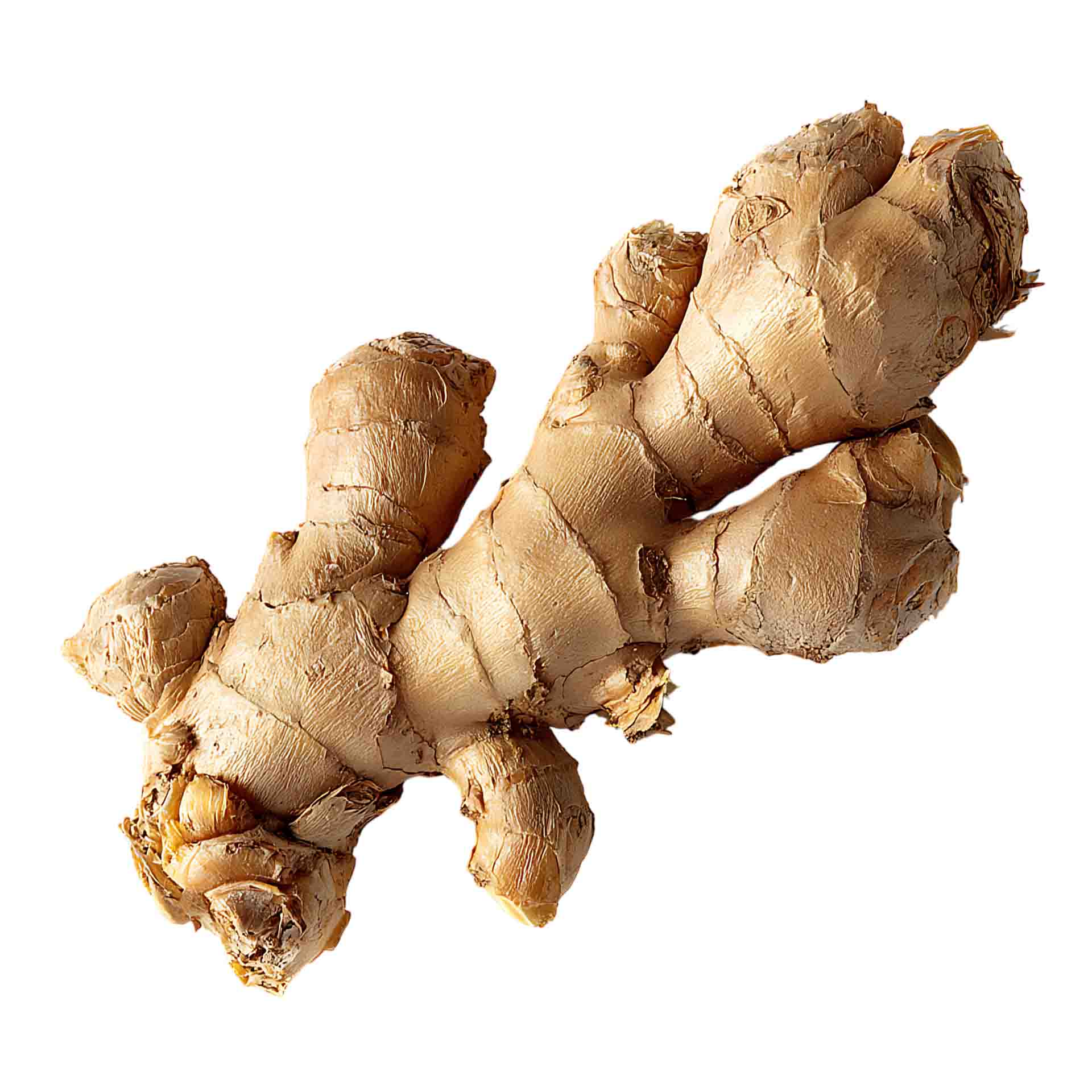 Root Ginger