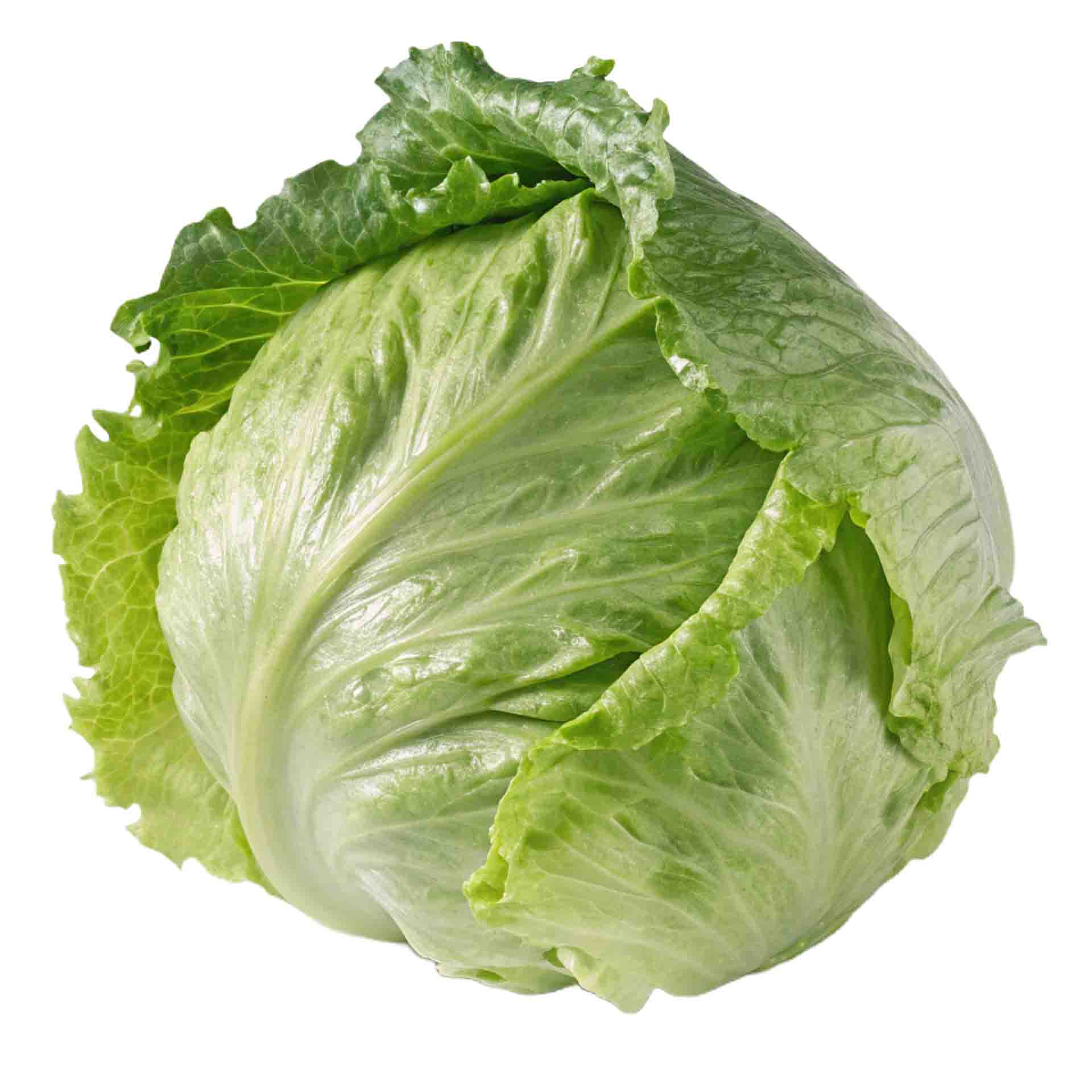 “Iceberg Lettuce”